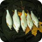 Особенности рыбалки на плотву осенью, на реке Припять
